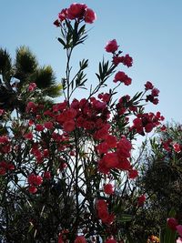 Low angle view of flower tree against clear sky