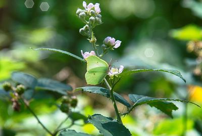 Close-up of insect on plant