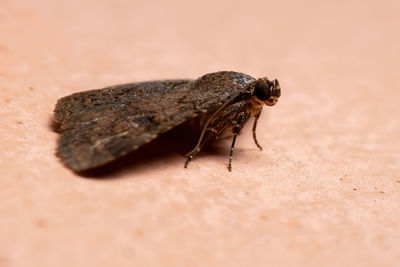 Close-up of insect on rock