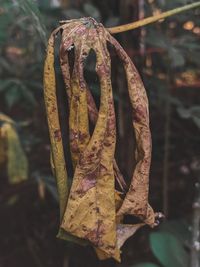 Close-up of leaf hanging outdoors