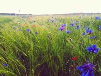 Plants growing on field