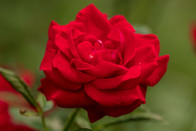 Close-up of red rose