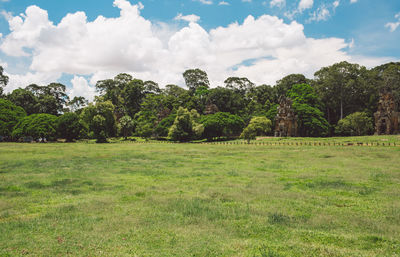 Trees on field against sky