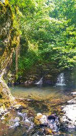 River flowing through forest