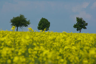 Scenic view of field against sky