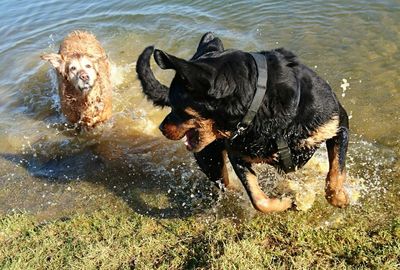 High angle view of playful dogs in lake