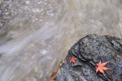 High angle view of lizard on rock in sea