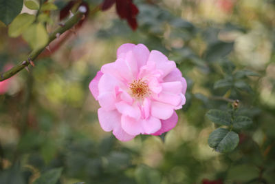 Close-up of pink flowering plant