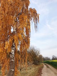 Trees on field against sky during autumn