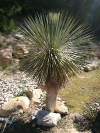 Close-up of cactus