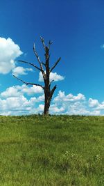 Trees on field against cloudy sky