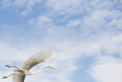White heron with huge wings wide open taking off on blue sky