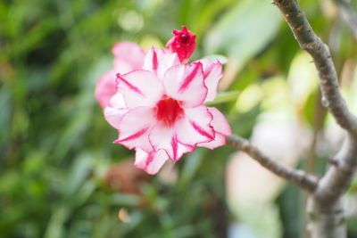 Close-up of pink rose