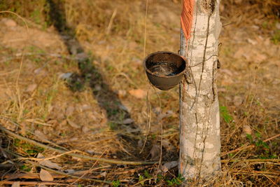 Old rusty metal on tree trunk in forest