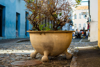 Close-up of plant on sidewalk by street against buildings