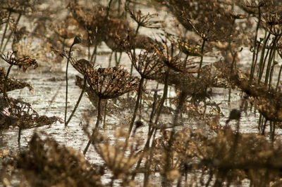 Close-up of plants against blurred water