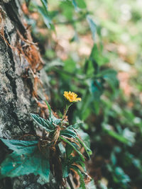 Close-up of flowering plant against blurred background