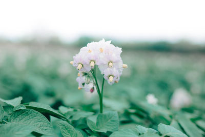 Close-up of white flowering plant on field