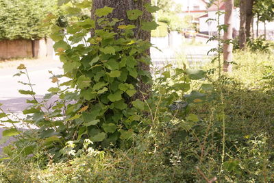 Close-up of ivy growing on field