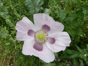 Close-up of white flower blooming outdoors