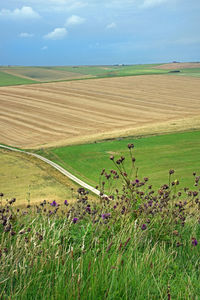 Scenic view of grassy field against sky