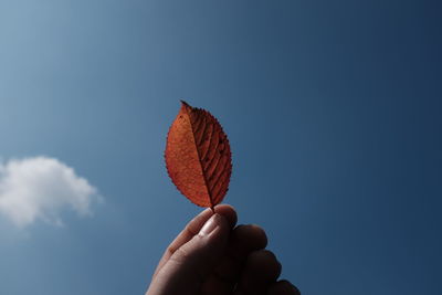 Cropped hand holding autumn leaf against blue sky