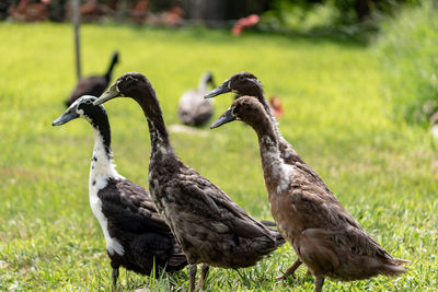 Close-up of duck on field