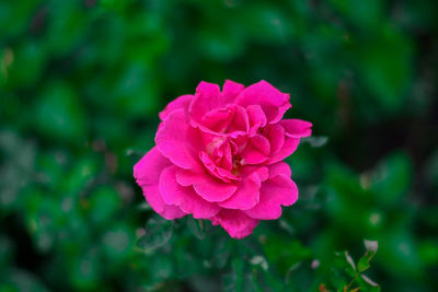 Close-up of pink rose