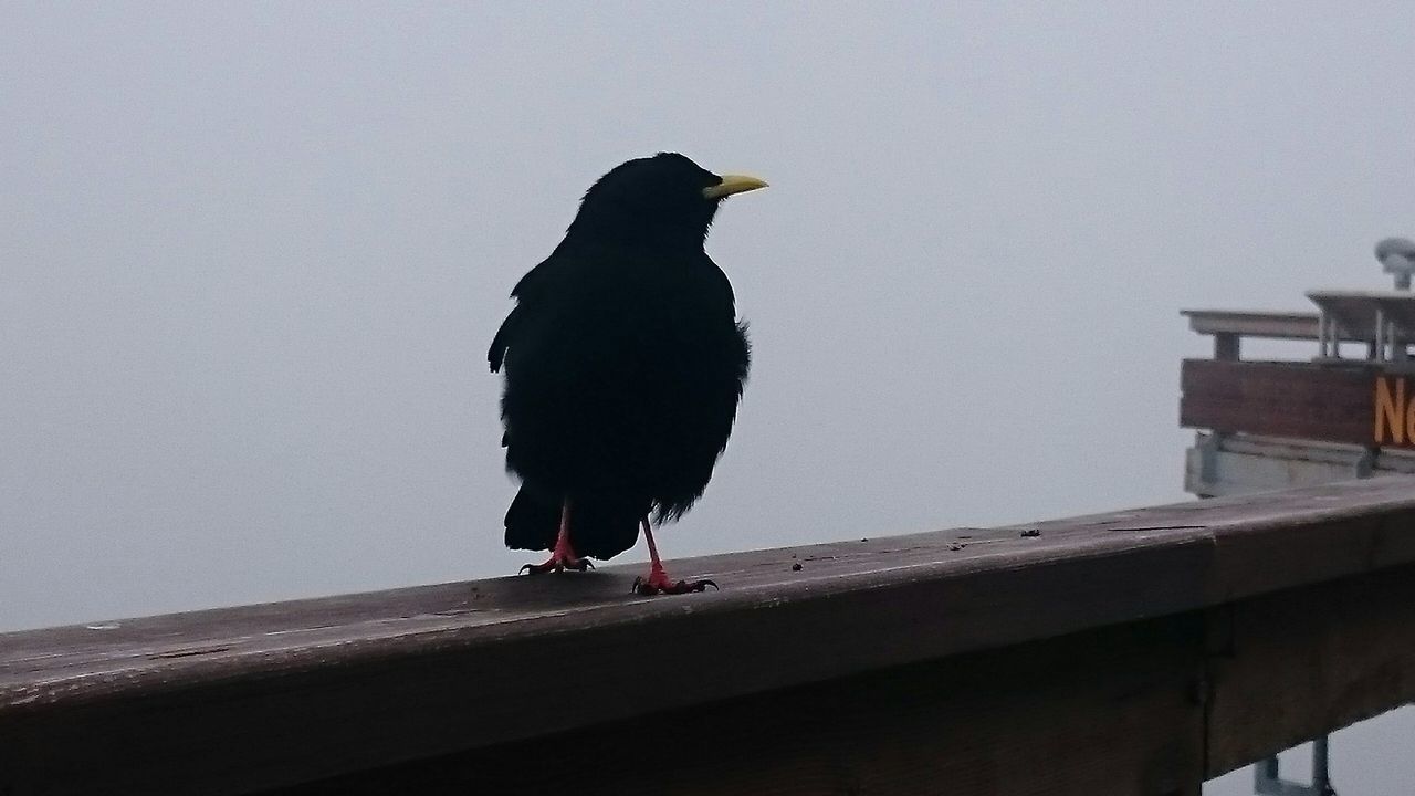 animal themes, bird, animals in the wild, one animal, perching, wildlife, low angle view, full length, pigeon, clear sky, built structure, two animals, building exterior, outdoors, architecture, zoology, day, avian, nature, copy space