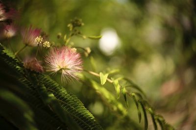 Close-up of pink flowering plant