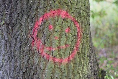 Close-up of heart shape on tree trunk