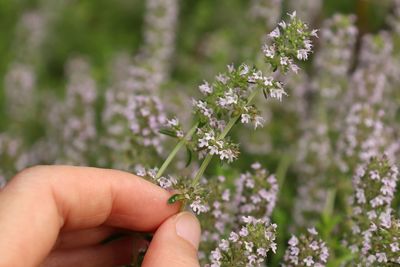 Close-up of hand holding purple flower