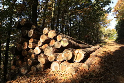 Stack of logs on tree trunk