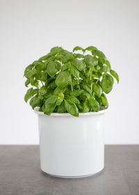 Close-up of green beans against white background