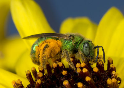 Close-up of insect on yellow flower