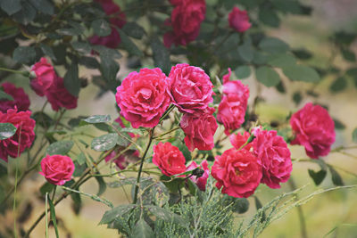 Close-up of pink flowering plants