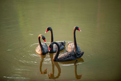 Swans swimming in lake