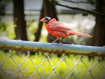 Close-up of bird perching on fence