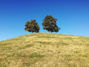 Low angle view of trees growing on hill against clear sky