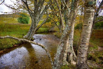 Plants growing by river in forest