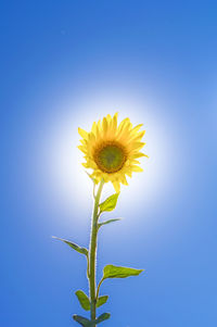 Close-up of sunflower against blue sky