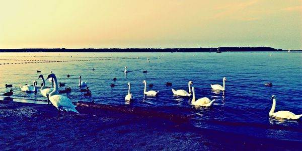 Swans swimming in lake against sky during sunset