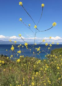 Yellow flowers blooming on field