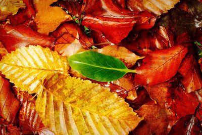 Full frame shot of leaves