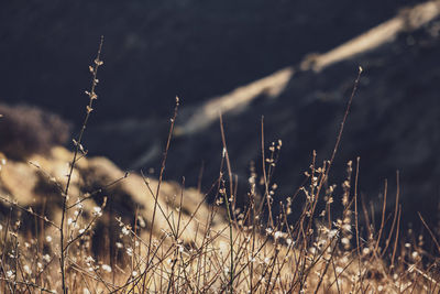 Close-up of dry grass on field