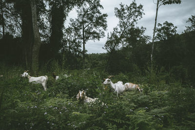 Goats on field