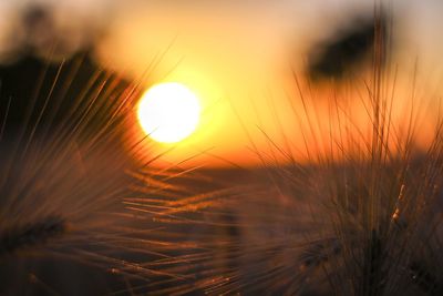 Close-up of stalks against sunset