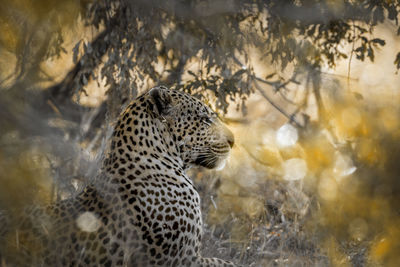 Close-up of leopard looking away while sitting by plants