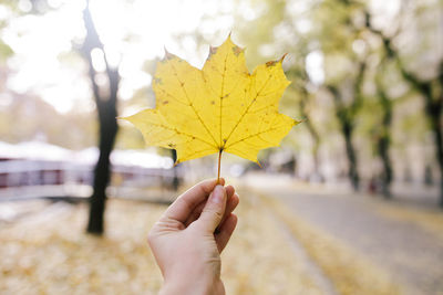 Close-up of hand holding maple leaves