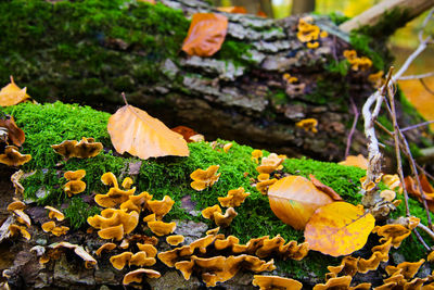 Close-up of autumn leaves on field